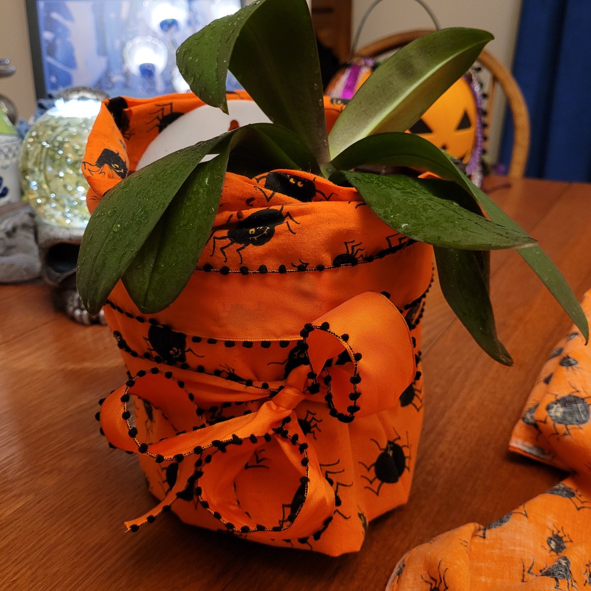 Lust4LifeBam's tweet photo. It's time. Every pot in the house must be wrapped in spooky fabric asap. #orchids #gardening  #writingInspirations #plantLife https://t.co/vS3C2vbLI0