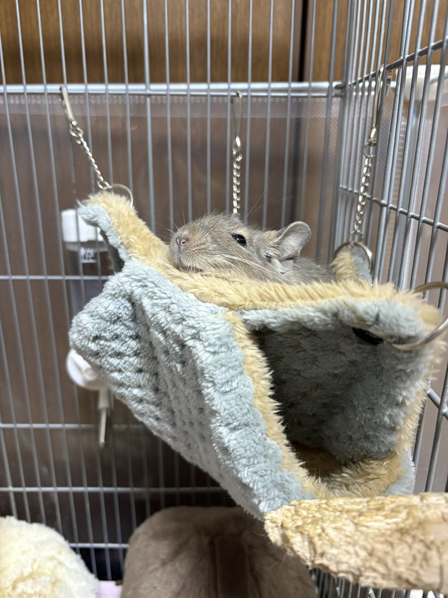 Mirko0516's tweet photo. 気持ちよさそうなデグー

#デグー https://t.co/cPYmsBKMzY