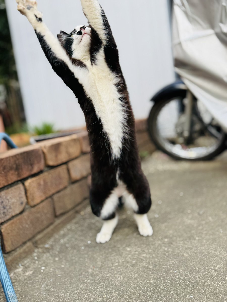 fuxn2m's tweet photo. 【迷子猫を探しています】

10月12日の午前中から、埼玉県越生町内で雄猫の「はな」が行方不明になっています。
■ 猫の情報
・名前：はな（1歳・オス・去勢済み）
・特徴：黒白のハチワレ、体重約6kg
・目印：右耳にさくらカットあり

詳細は投稿画像にてご確認いただけますと幸いです。 https://t.co/STVdzNEREn