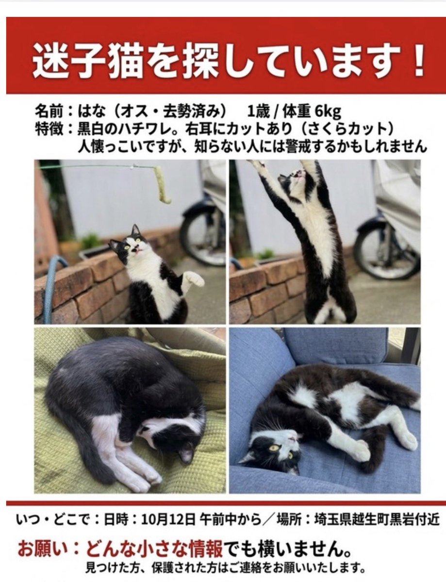 fuxn2m's tweet photo. 【迷子猫を探しています】

10月12日の午前中から、埼玉県越生町内で雄猫の「はな」が行方不明になっています。
■ 猫の情報
・名前：はな（1歳・オス・去勢済み）
・特徴：黒白のハチワレ、体重約6kg
・目印：右耳にさくらカットあり

詳細は投稿画像にてご確認いただけますと幸いです。 https://t.co/STVdzNEREn