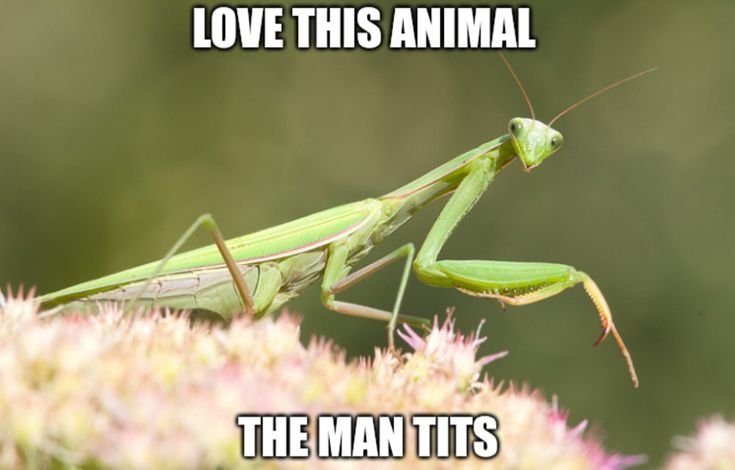 Hyenacity's tweet photo. I can't stop giggling at this. https://t.co/GJWJOcAiNH