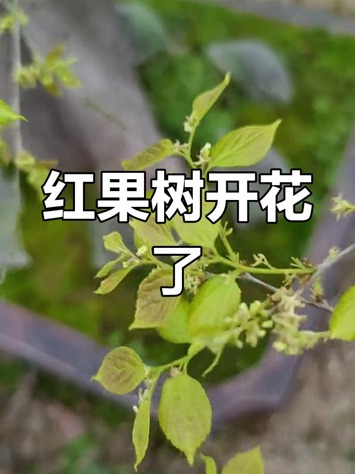 cotcot93's tweet photo. [募蘭の朴を賞する]， https://t.co/OoGfFUj9KM