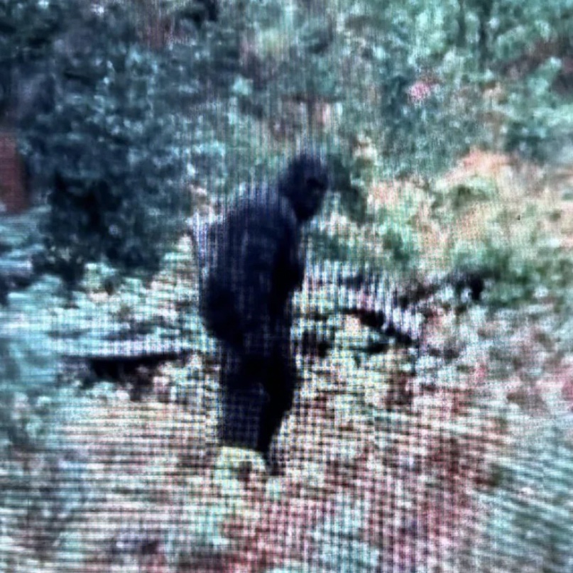 ScreenMan100's tweet photo. There you have it folks!! #CapturingBigfoot https://t.co/Zh1nnrYazB