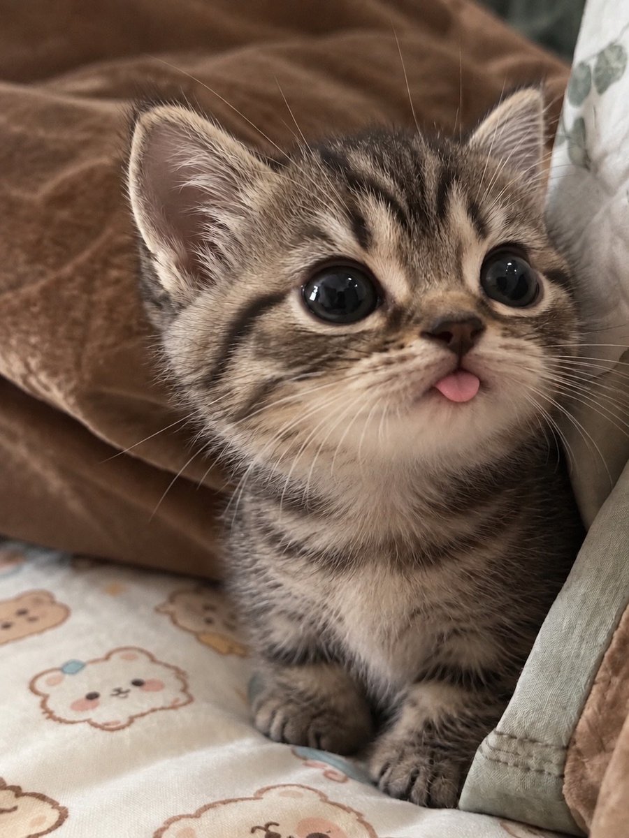 pic4Cat's tweet photo. https://t.co/yfwdfppQqq