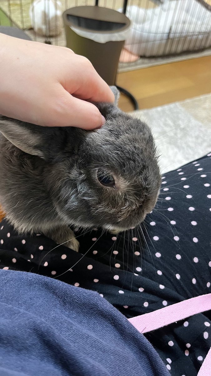 aomomo_chama's tweet photo. あまりにも起きてこないから様子を見に来てくれたうさぎ https://t.co/FnLlVeU9HG