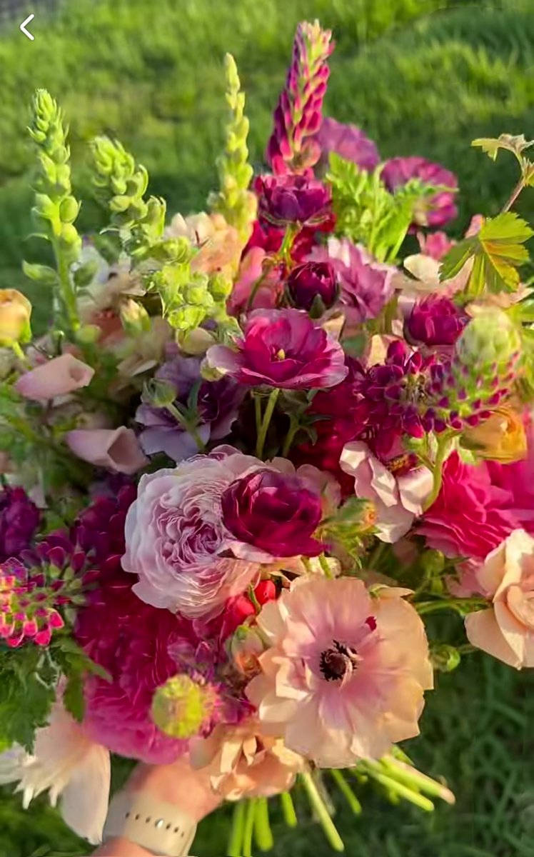 sherryshining's tweet photo. Sun-kissed petals and peaceful moments. HAPPY FLOWERS https://t.co/UsErvbNT6V