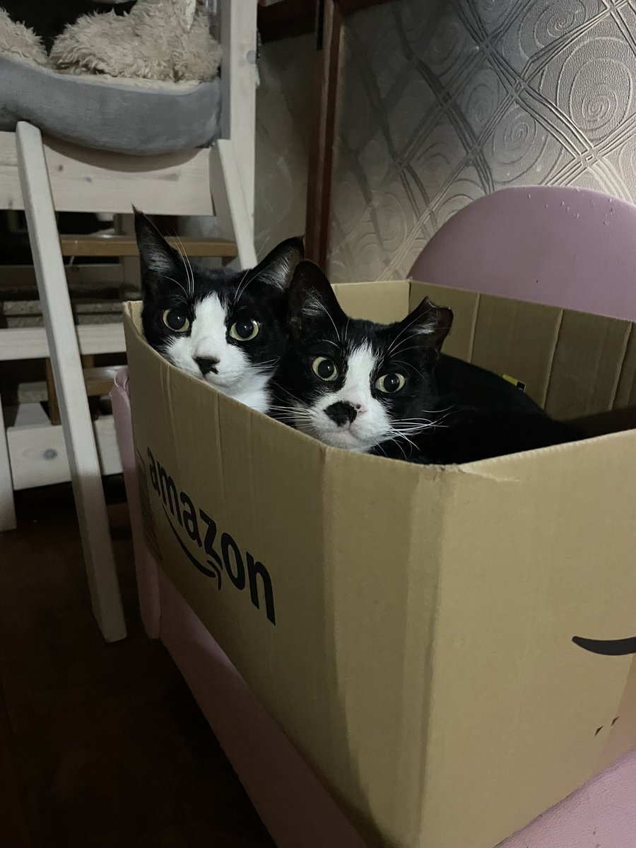 nysnpoij's tweet photo. いりこめかぶ親子 https://t.co/Iqqw33EoFe