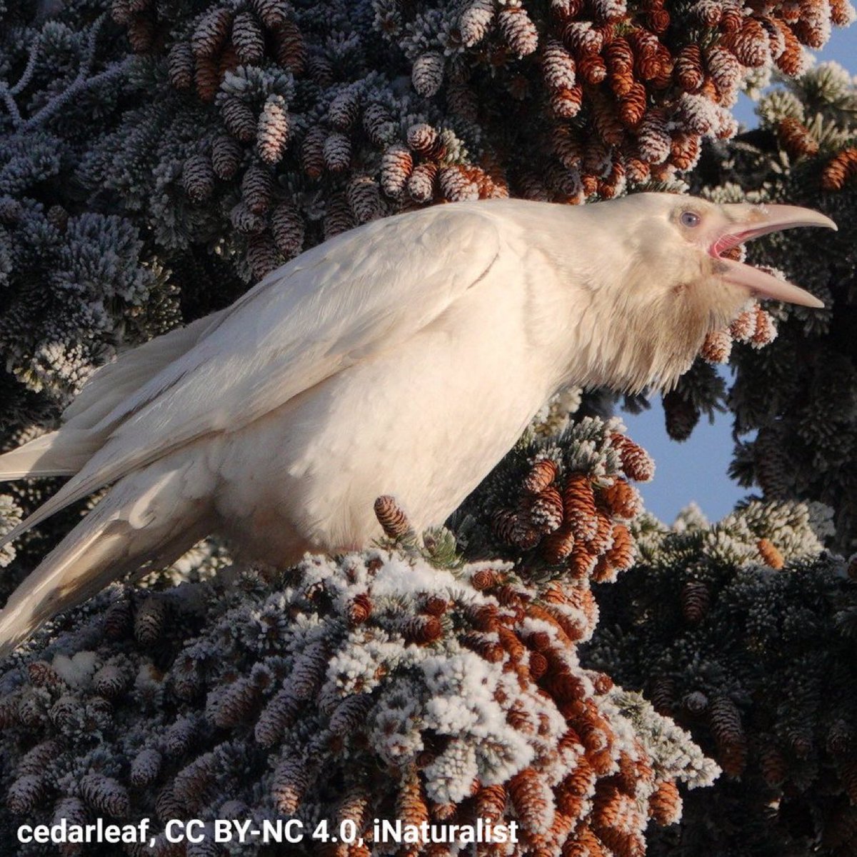 AMNH's tweet photo. Ever seen a white Raven? No, this isn’t a new species or a ghost: This Raven’s striking pale plumage is the result of the genetic mutations leucism or albinism. White Ravens are rare. An estimated 1 in 30,000 individuals is born without this species’ signature black plumage. https://t.co/eeb4GyGnhp
