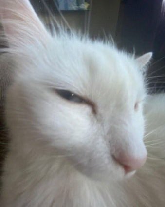 Wani_wak's tweet photo. 진짜 없다고요??
아닌데…
본거 같은데…
진짠데… https://t.co/dpAINhmL4i