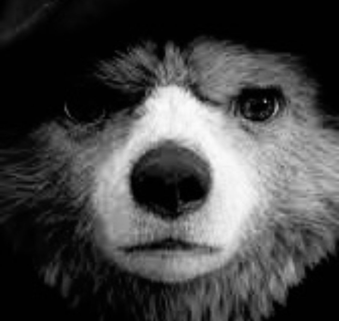 charlierubborn's tweet photo. @anjelicasparrow @sasakkjjj @bearbubb https://t.co/epjmR3QSVt