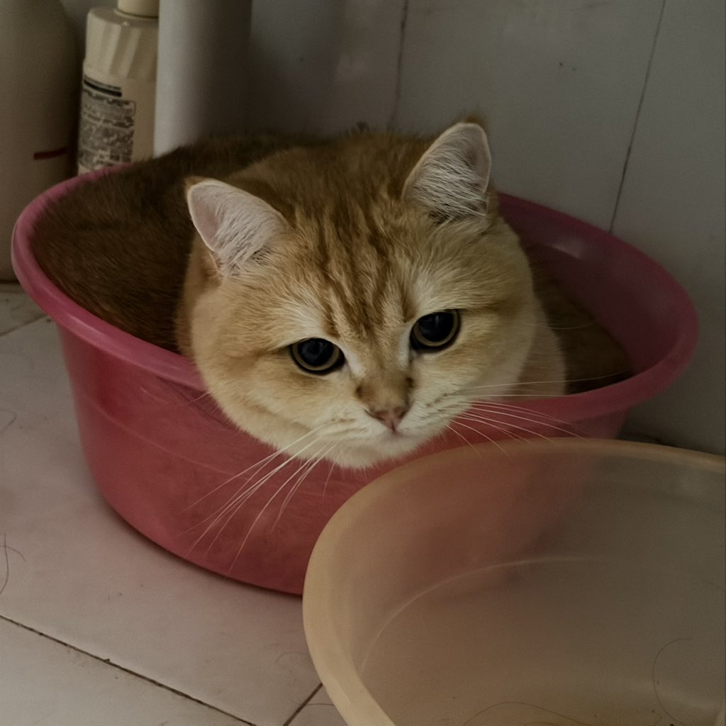 Rlicbread's tweet photo. 猫一盆 https://t.co/wZSPI1ZAVn