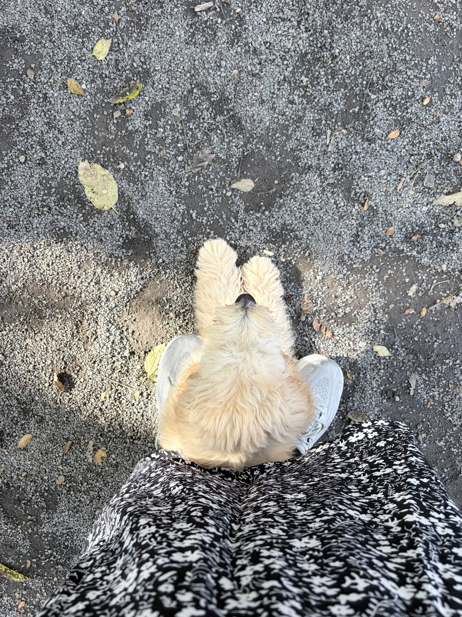 m_saketoba's tweet photo. 初ドッグランで他の犬にビックリして私の足の間に隠れる子犬…一生守るからな😭 https://t.co/UBt7r6jBJh