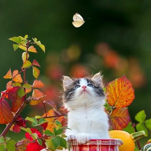Caroline011x's tweet photo. ☆•☆ Good morning, happy Tuesday and I  wish you all a happy new week. 🧡🕊☕️😻🥰🍀☀️🍁🍂👋 ☆•☆ https://t.co/uxDYwgzeWs