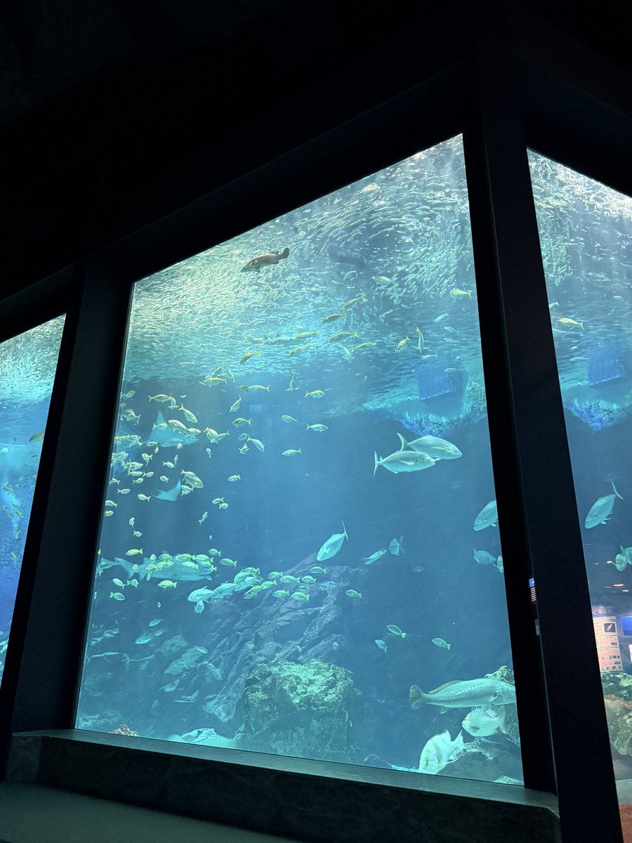 _amakiaki's tweet photo. 🐠🐡🐟🦈🐧🫍🦭
水族館いっぱい楽しんできた https://t.co/kG3I6RRP6z