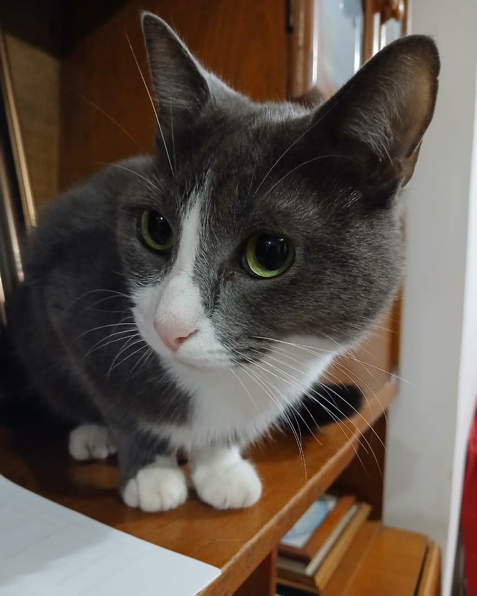 sunjjing's tweet photo. gata malvada pero hermosa https://t.co/XrLMHEZ441