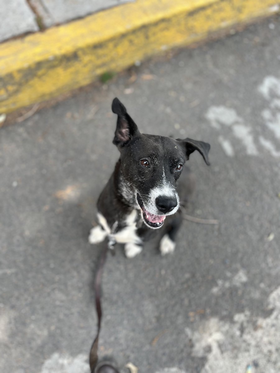 HELA_MORE's tweet photo. Rocky en adopción.🩷

Tiene 5 años,talla mediana a grande,protocolo completo.

Dale una oportunidad a los menos adoptables.
Estamos en CDMX. https://t.co/61AJOTFwAH