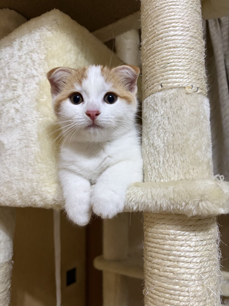 wpk0x's tweet photo. キャットタワーからちょこんとおてて出してる🥰
まっすぐ見つめられてカメラが止まりません📸
#猫のいる暮らし #子猫 #スコティッシュフォールド https://t.co/XnPw4EtD8N