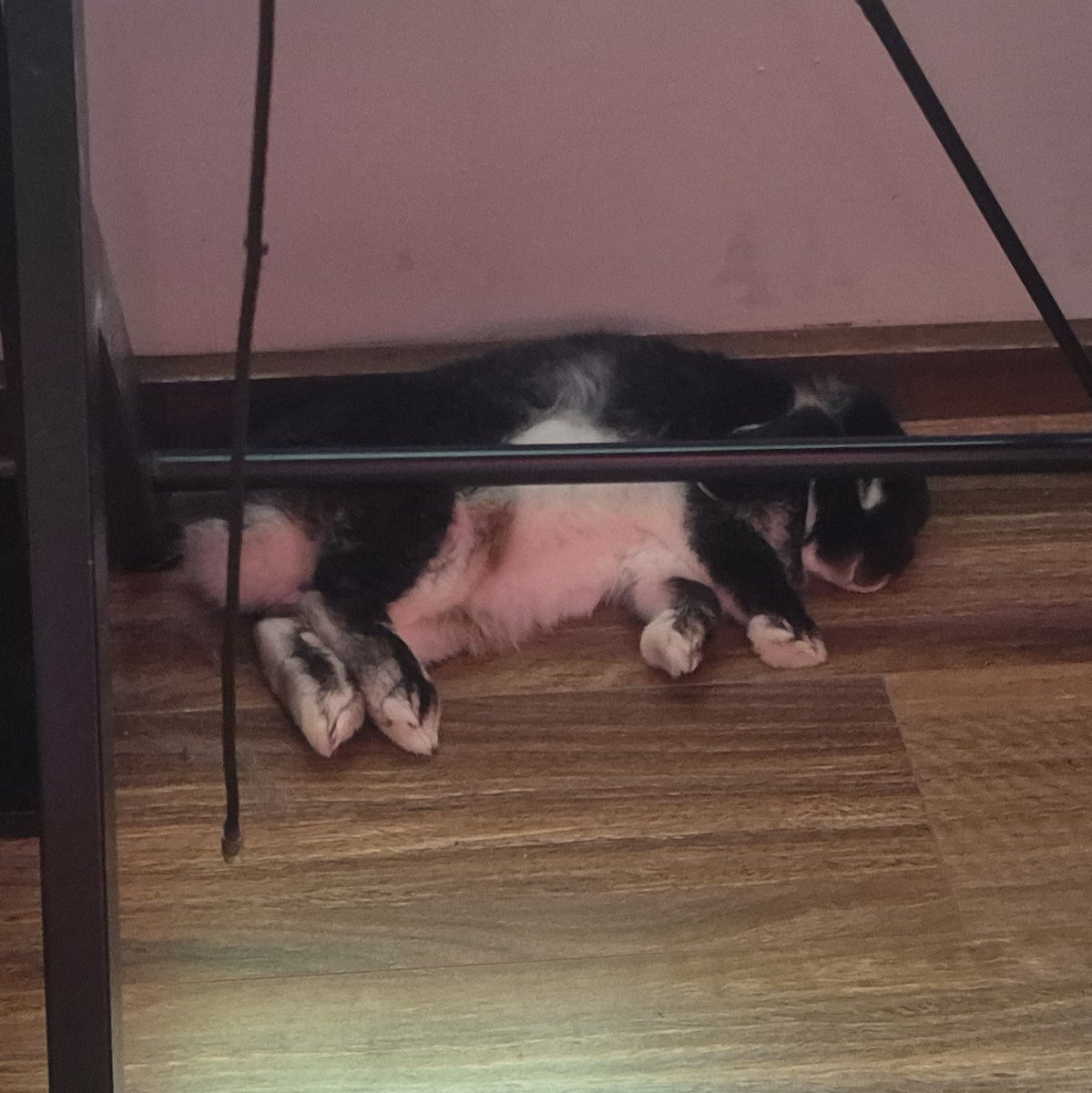 CodeNameKayTV's tweet photo. Kaiju likes to flop either in the shelf or underneath my desk https://t.co/xTl3ALgoXF