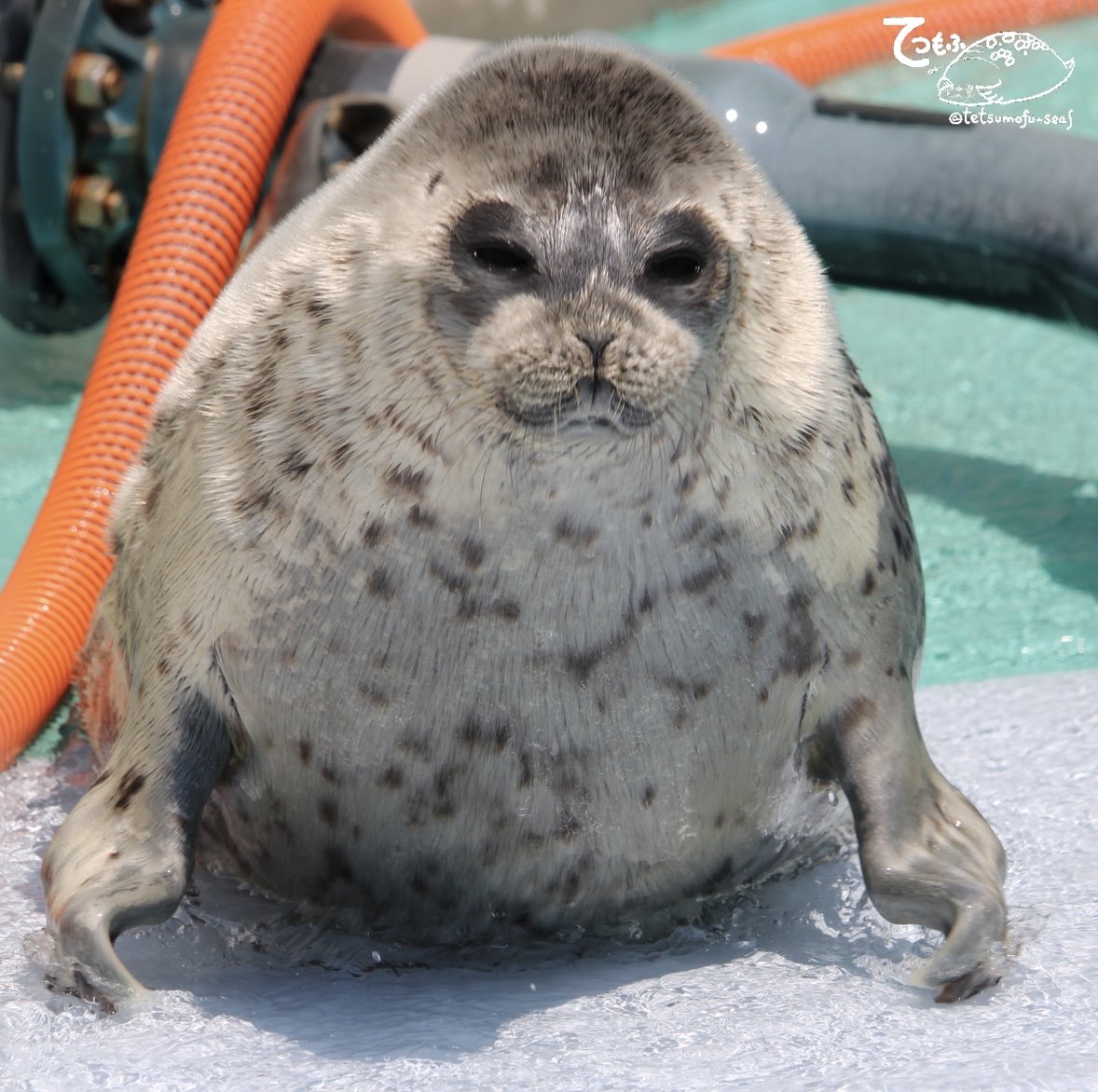 tetsumofu_seal's tweet photo. おにぎり🍙みたいなよう様⟡.·*.

 #とっかりセンター 
 #ワモンアザラシ
 #よう https://t.co/qnN6EWM3Ov