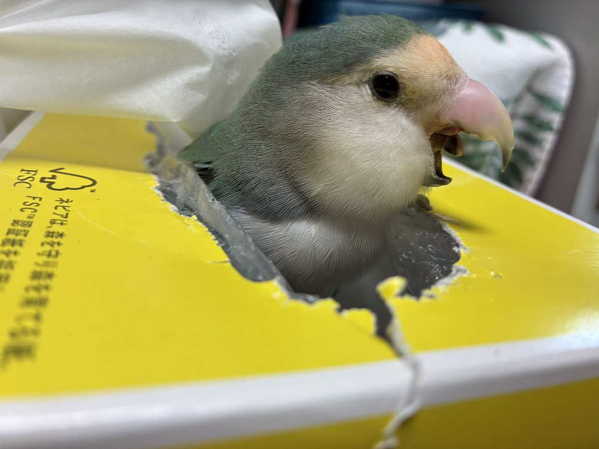 38pinari's tweet photo. 箱の中から大あくび🥱
かわいいなぁ

 #コザクラインコ
 #インコ https://t.co/irKOzdWKR4