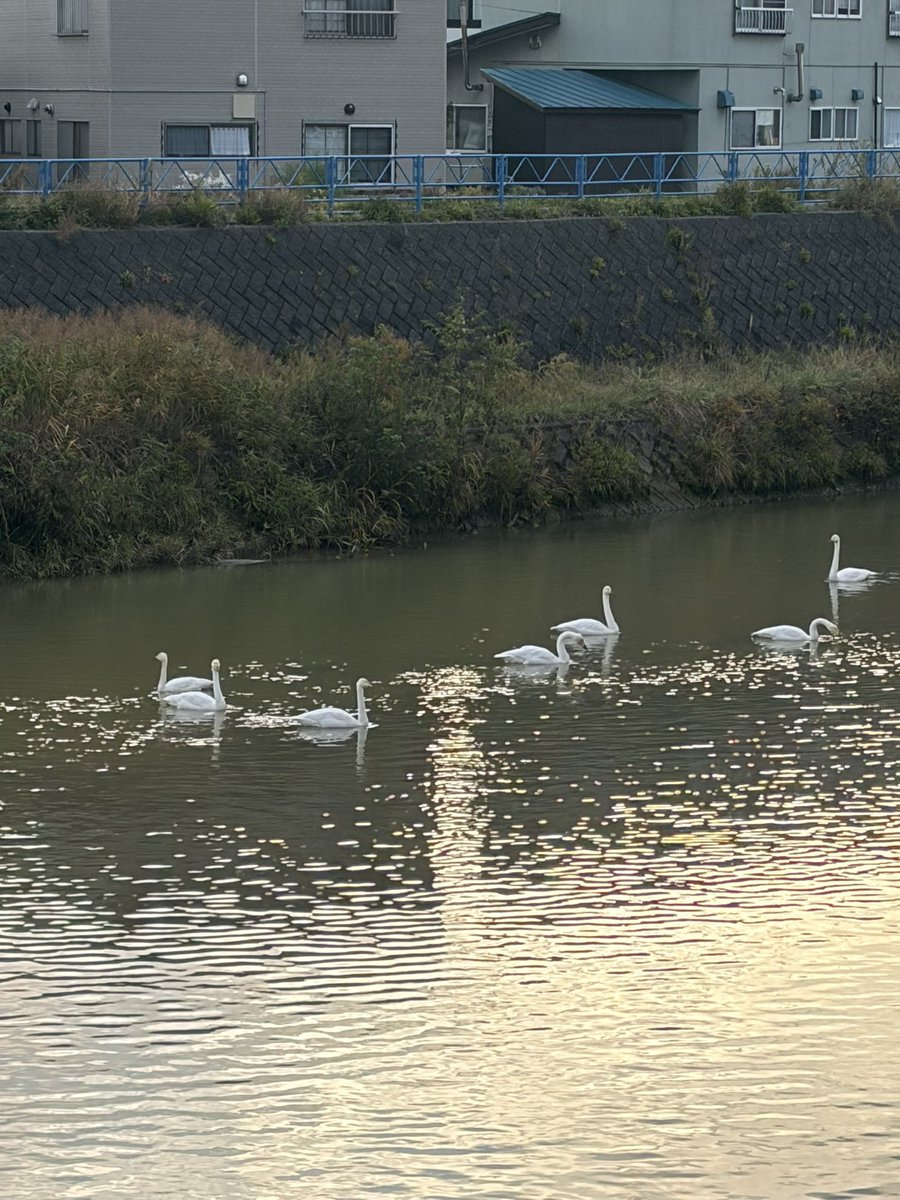 waya2047584's tweet photo. 青森市もう白鳥いた🦢 https://t.co/1PFuver6Ky