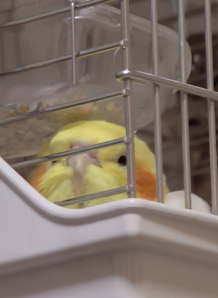 kururiruparu's tweet photo. ノエル🕊

気付いたらノエちゃんが何かべつの生き物になってましたとさ🤣 https://t.co/2w1SrK3Cbo