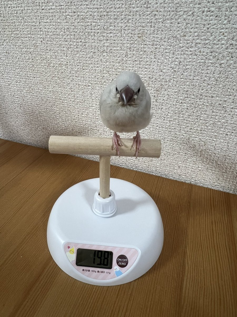 amnokrs's tweet photo. 2026.10.20 ご飯食べる前
おっきくなった！ https://t.co/vASPoTaR32