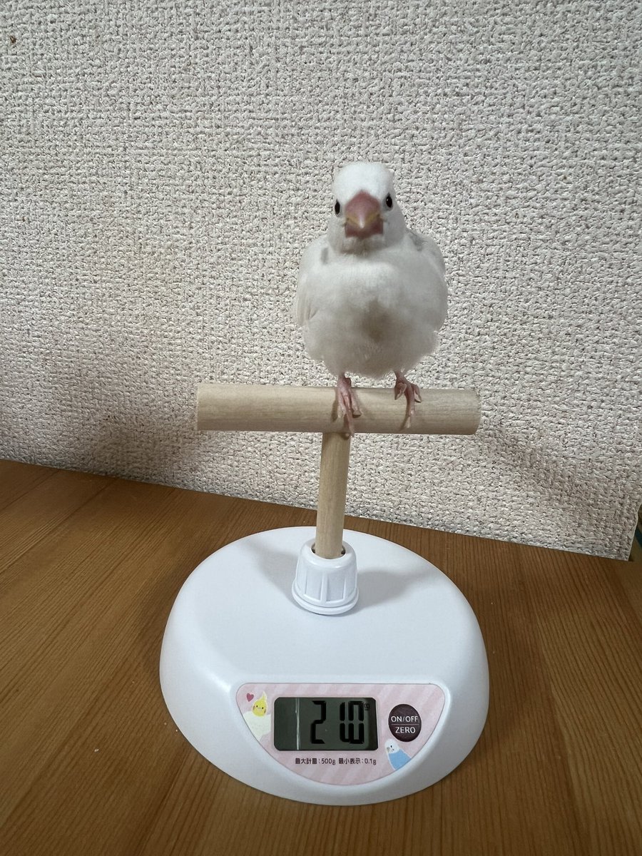amnokrs's tweet photo. 2026.10.20 ご飯食べる前
おっきくなった！ https://t.co/vASPoTaR32