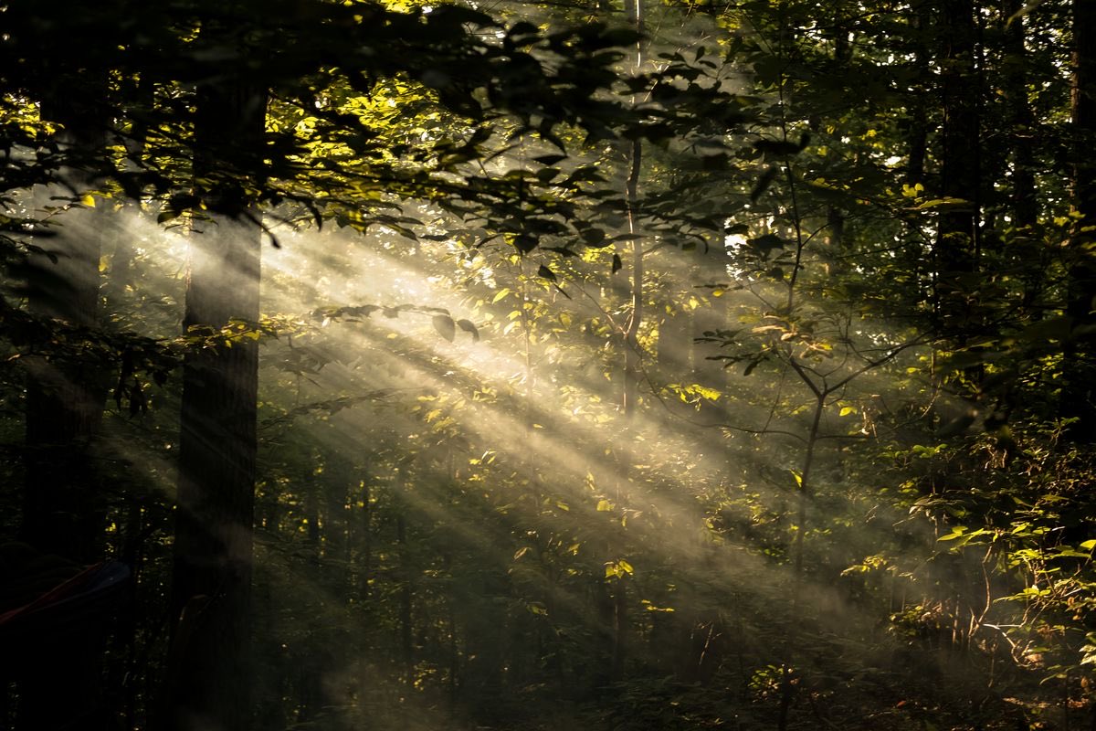 SunLightTree_ tweet picture
