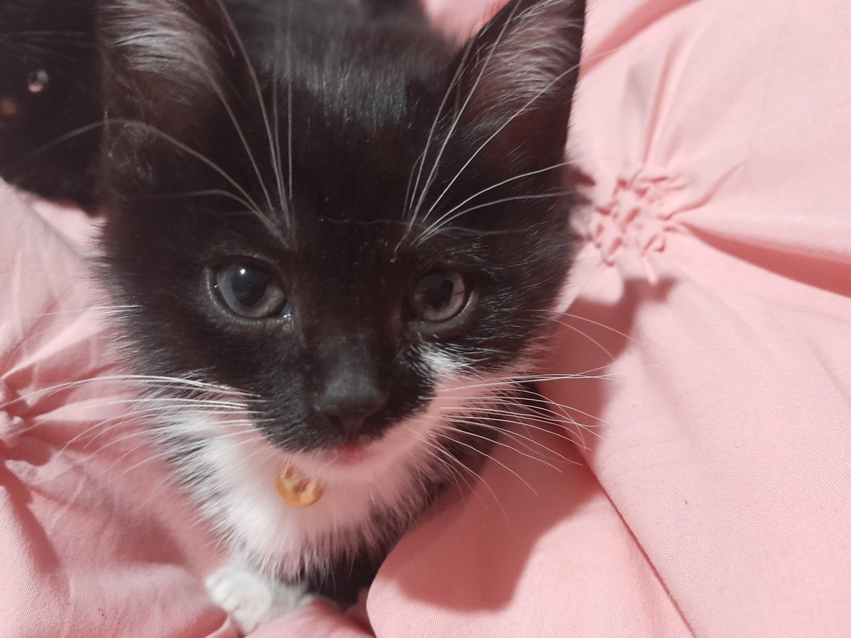 signedcinna's tweet photo. Baby Kuromi too 🥺 https://t.co/Qs6uvmytRQ