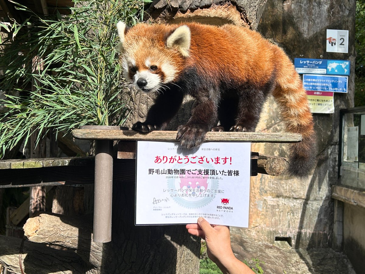 nogeyamazoo401's tweet photo. 9月の #国際レッサーパンダデー で募金活動を行い、寄付をした #レッドパンダネットワーク からお礼状が届きました✨
ご協力いただいた皆様、ありがとうございました🍎

休園まであと79日
#ありがとう野毛山
#FirstZOO #子どもとおでかけ #野毛山動物園 #桜木町 #レッサーパンダ #イチゴ https://t.co/t00AGjdqiv