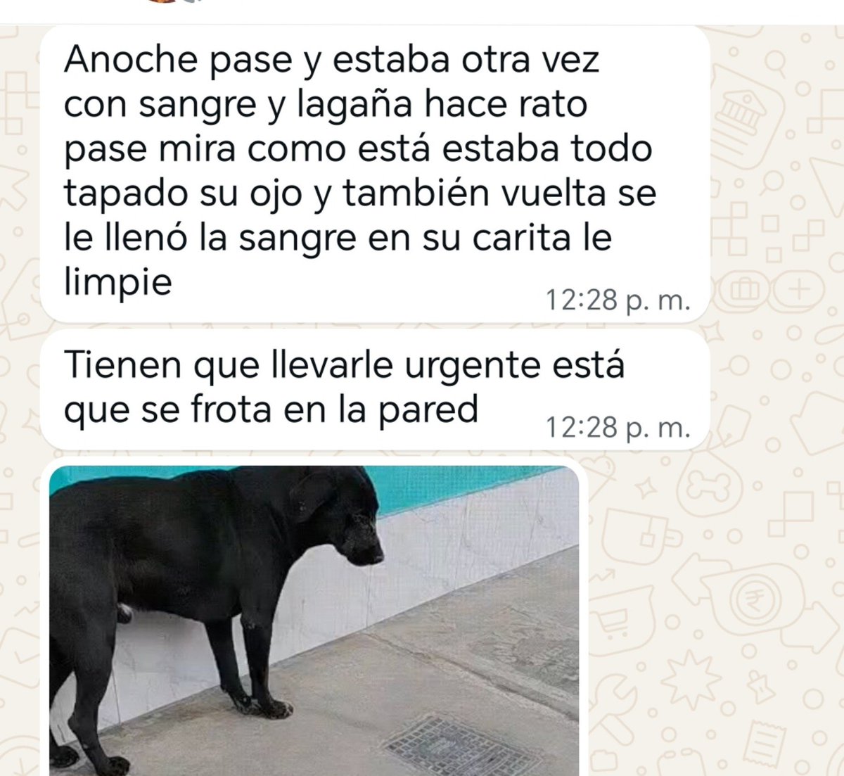 _arlettesalazar's tweet photo. Emergencia 🆘‼️
Perrito comunitario botando pus entre nariz y ojos 
Amigos las vecinas me reportan, fui a verlo, #Negrito 1 tiene pus y sangre drenando desde hace días😭
Lo estoy llevando a la veterinaria, porfavor ayuda para atención médica🙏🏼 

🚨 Yape/plin 934962128 Jaquelyn https://t.co/MWkEJ79YZV