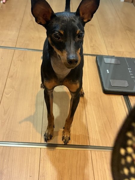 satoya_boshu's tweet photo. ミニチュアピンシャー♂里親募集。
推定2歳4ヶ月
♂ 大阪府

色、ブラックタンです。
性格、元気で活発、人懐っこく人も犬も好きです。
食欲旺盛です。
一人でお留守番出来ます。
病気などもなく健康です。
体重は、3.7キロです。 https://t.co/nxbVS39u1q