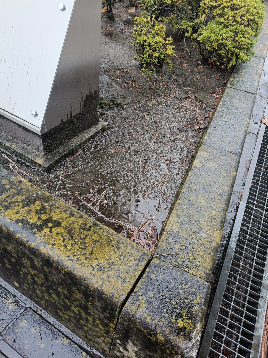 coockie0412's tweet photo. 昨日の松ぼっくりなくなってる https://t.co/56EmkM0tBI