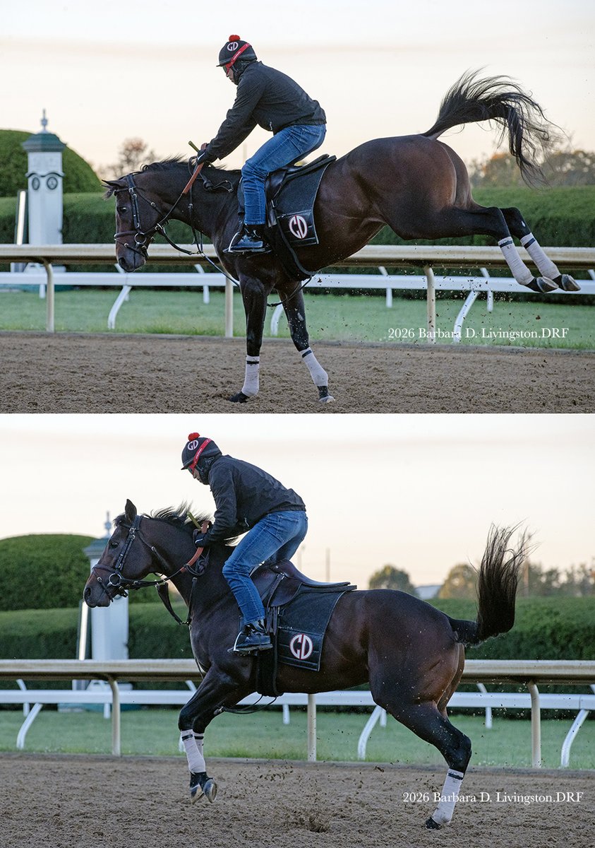 DRFLivingston's tweet photo. You know who's a seriously feel-good horse? ENGLISHMAN, that's who. And he clearly enjoyed this morning's chilly temps at Keeneland. https://t.co/KlrUfYFtfr