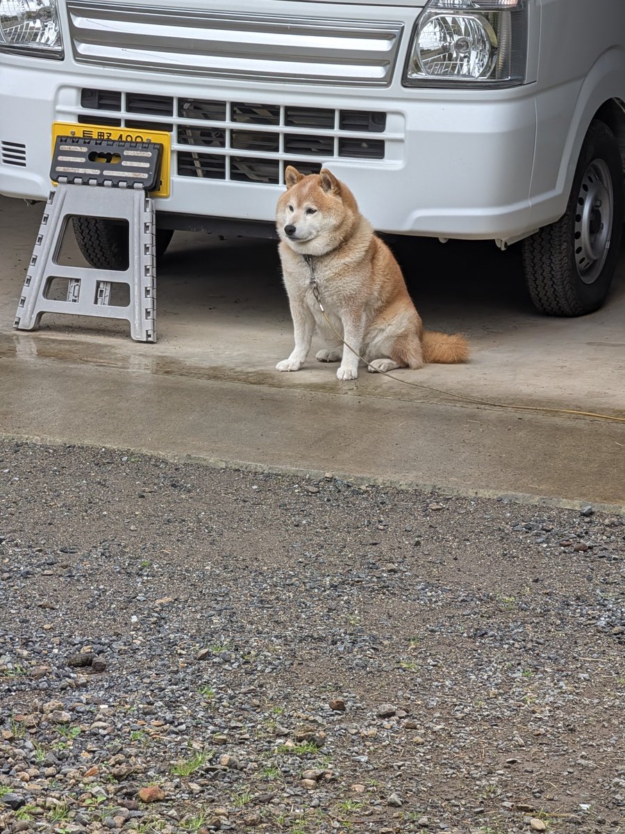 ekoron3's tweet photo. 🐾今朝は雨☔ https://t.co/46WjRJvPGX