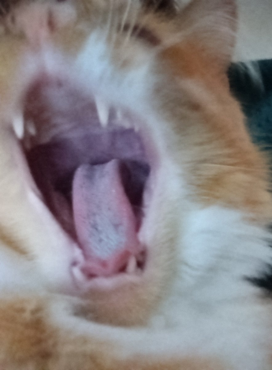 mishipremium's tweet photo. Estaba sacandole fotos a mi gato y justo bostezó WJASJJSJSKFJAJSKD https://t.co/TEGzzbocdn