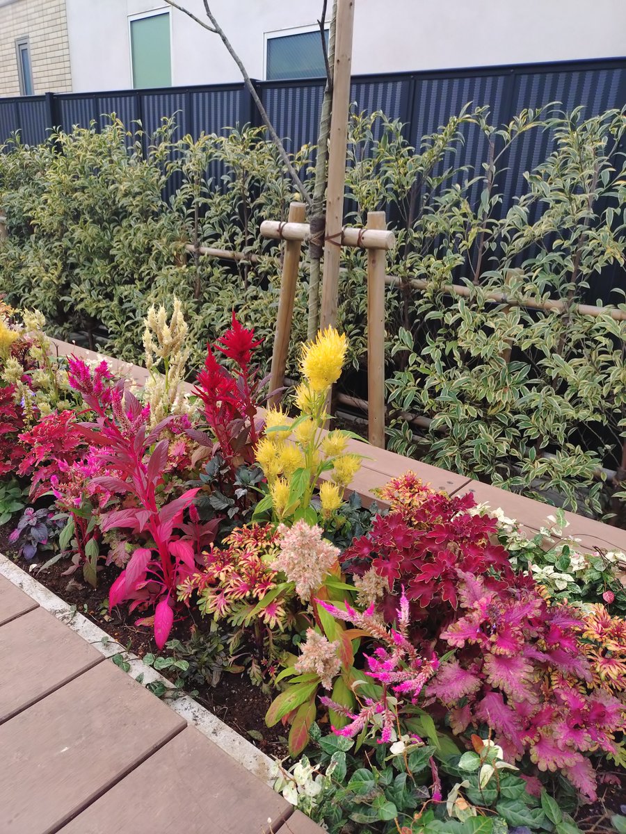 Flower202605's tweet photo. 昨日は、PC関連の作業で
ほぼ徹夜🥱

今日も日中は、暑くなりそうですが、今年気に入って
購入したニット帽をかぶりましたぁ⤴️✨✨✨

皆さまに❇️Flower❇️から
良いお知らせが出来そうなので、投稿チェックしてみて
くださ〜ぃ！！！

では、その為に、これから
横浜へ行って参りま〜す♪

#Flowerから皆さまへお知らせ
#横浜まで行ってきます