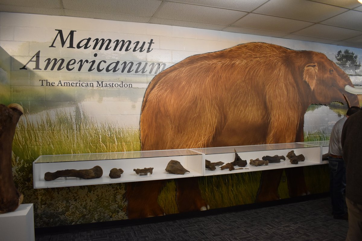 uiowa's tweet photo. Hawkeye archaeologists helped uncover the most complete mastodon specimen ever found in the state &amp; it dates back 13,600+ years.

"Dolly" is now on display in Corydon, IA 🦣 https://t.co/m8pEXQHYXw