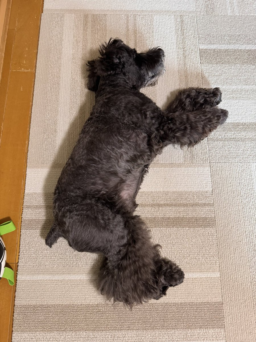 baudogs's tweet photo. にどねー💤 https://t.co/8tjOMwtChF
