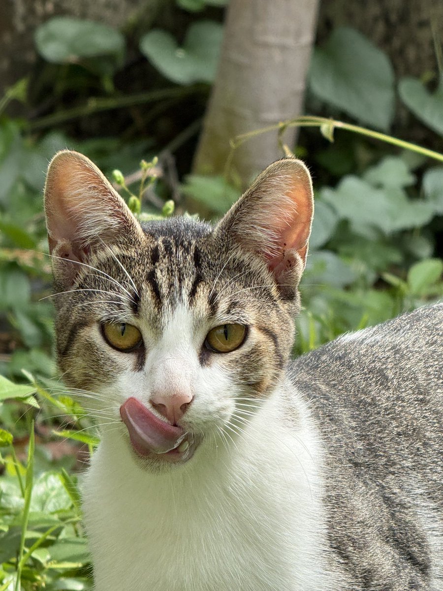 vayamierdax's tweet photo. mi gato está divino dios mio https://t.co/oSbr7VtGH1