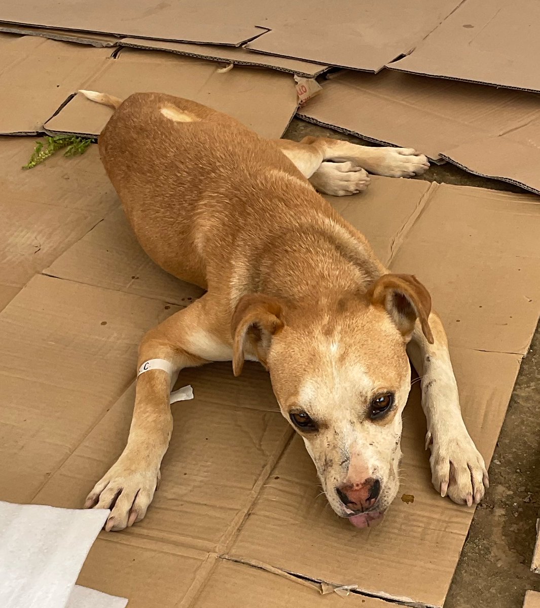 MapacheRex's tweet photo. En la campaña de hoy 2 chavitos con 3 gatos se registraron pero solo tenían 200. Querían regresar a su casa por + pero les dije que mis amigos (ustedes) les habían disparado sus cirugías, porque así fue. 

Gracias a ustedes operamos a varios abandonados y de bajos recursos. 🐕 🐈 https://t.co/yxAPMCZi1Q