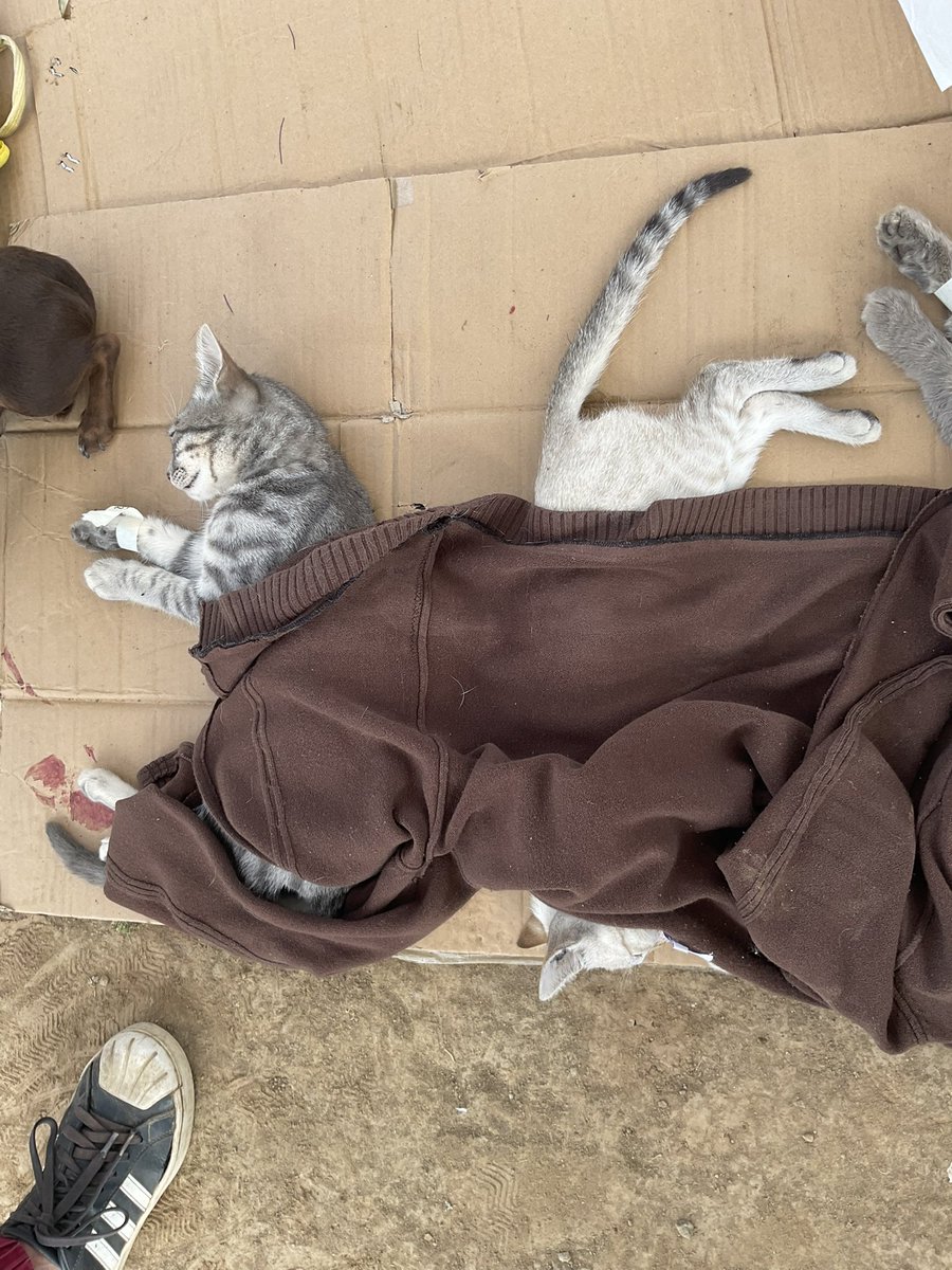 MapacheRex's tweet photo. En la campaña de hoy 2 chavitos con 3 gatos se registraron pero solo tenían 200. Querían regresar a su casa por + pero les dije que mis amigos (ustedes) les habían disparado sus cirugías, porque así fue. 

Gracias a ustedes operamos a varios abandonados y de bajos recursos. 🐕 🐈 https://t.co/yxAPMCZi1Q
