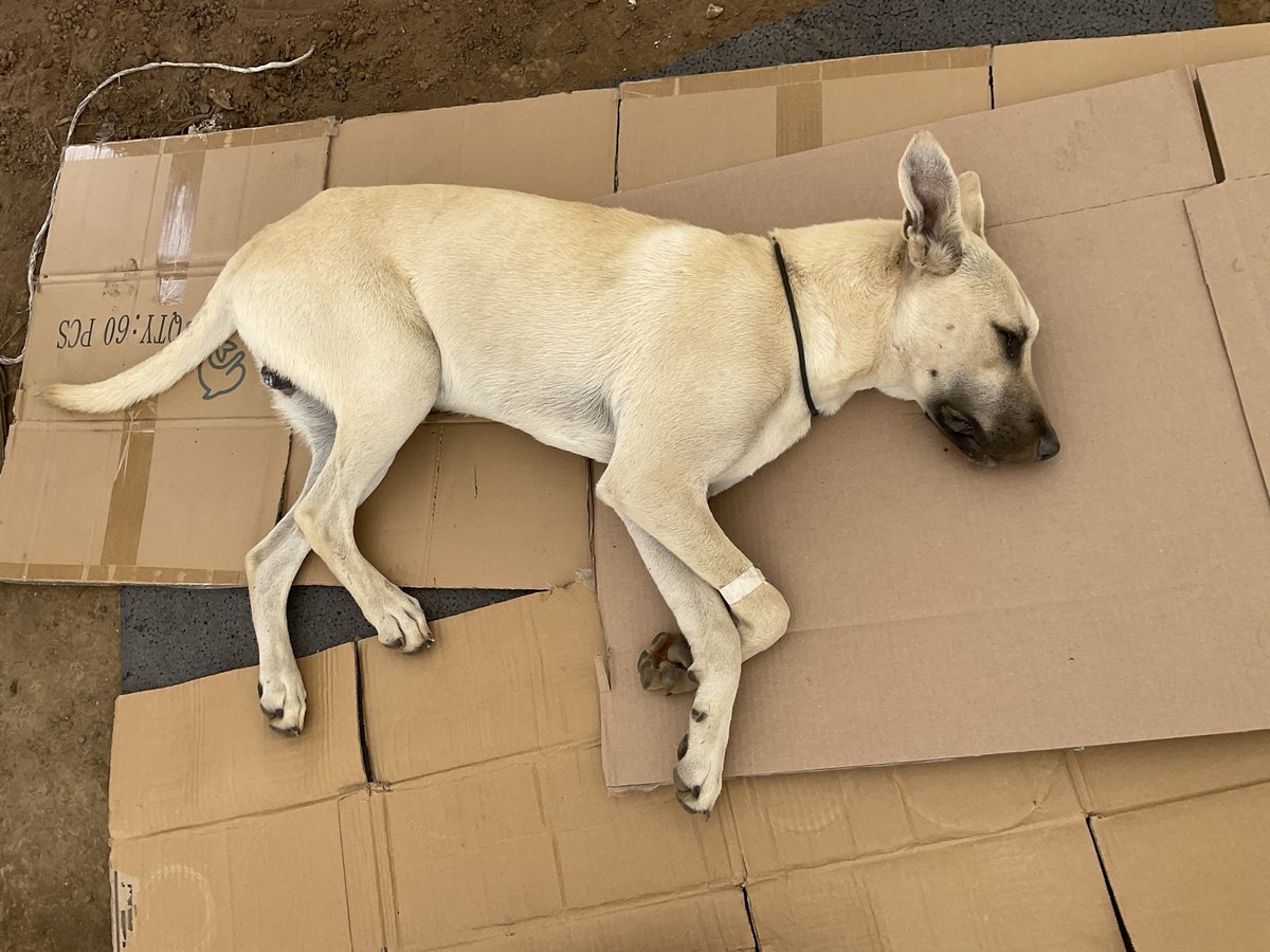 MapacheRex's tweet photo. En la campaña de hoy 2 chavitos con 3 gatos se registraron pero solo tenían 200. Querían regresar a su casa por + pero les dije que mis amigos (ustedes) les habían disparado sus cirugías, porque así fue. 

Gracias a ustedes operamos a varios abandonados y de bajos recursos. 🐕 🐈 https://t.co/yxAPMCZi1Q