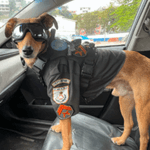 Photo by carmem ➔ 🐕 caramelosec.com (@maincarmem)