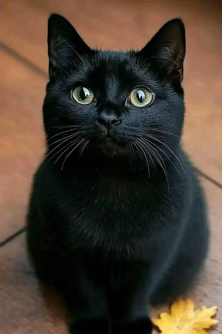 SassySiren79132's tweet photo. 🐈‍⬛🐈‍⬛🐈‍⬛ https://t.co/fKKwC97LcN