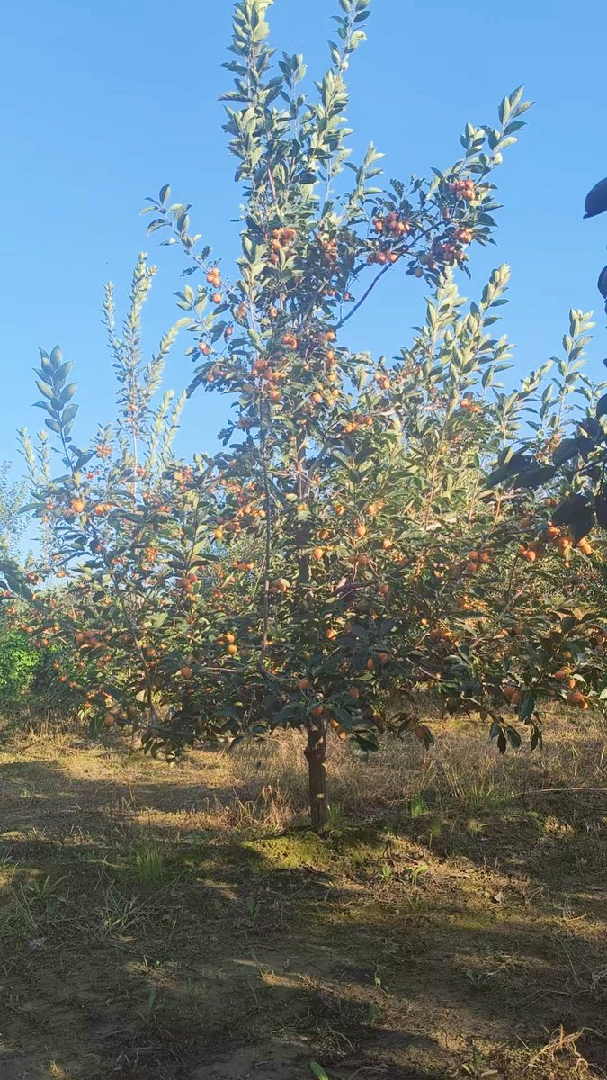 elias_ymail's tweet photo. The frost-nipped sweet dates from our orchard hit differently! ， https://t.co/n2RN1TjQmI