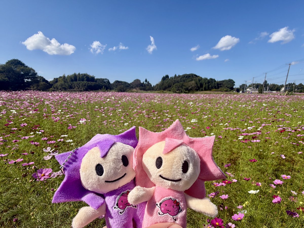 maro_maroka's tweet photo. 長生村に咲いてたお花たち💐
#長生村桃神祭 https://t.co/3NPmUNbzBt