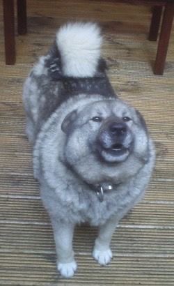 pseudo_puppy tweet picture