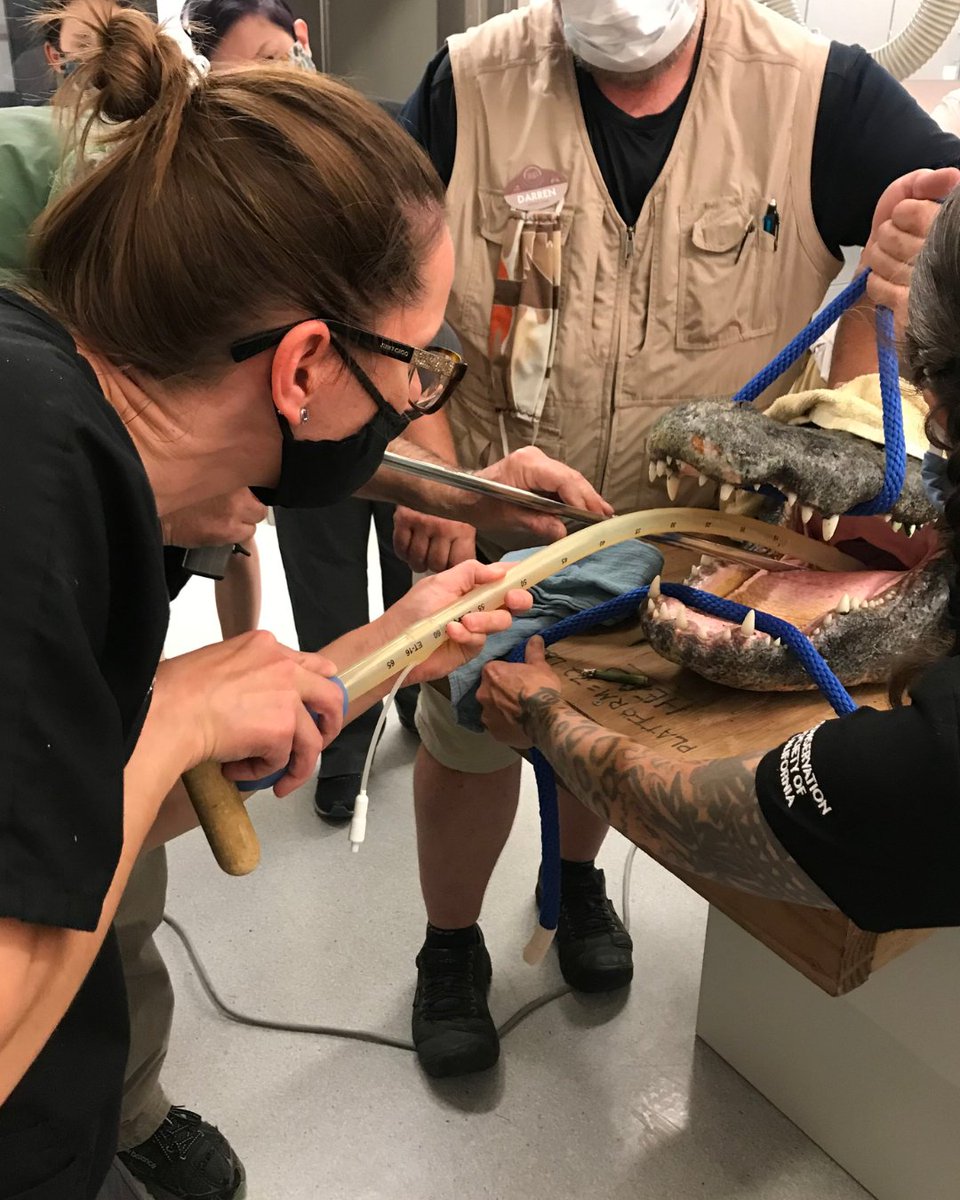 oakzoo's tweet photo. It's Veterinary Technician Appreciation Week! And not to brag… but we got the best ones in town!

Please join us in thanking Monica, Quincy, Linden, and Alyssa, as well as our incredible Relief Veterinary Technicians, for the heart and skill they bring to this work. 🩺❤️ https://t.co/Kc5cMHVdbO